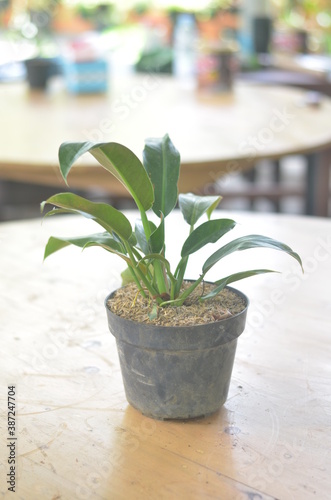 Beautifull Philodendron Martianum In A Black Pot Stands On Wooden Table On A Blurred  Background.