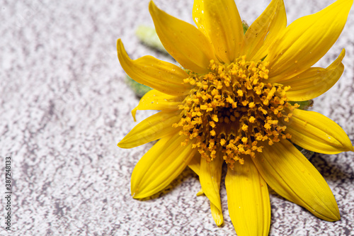 Tiny yellow sunflower in bloom close up still isolated on a textured grey background