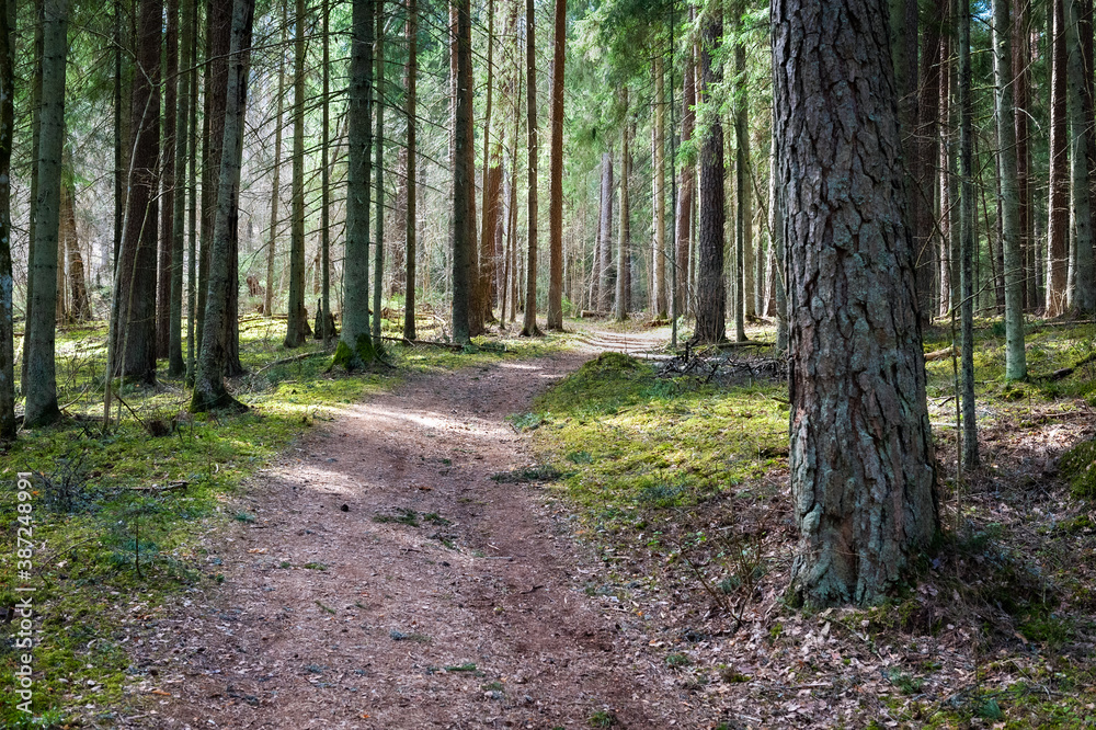 Fototapeta premium Walking road in beautiful forest, Cesis, Latvia