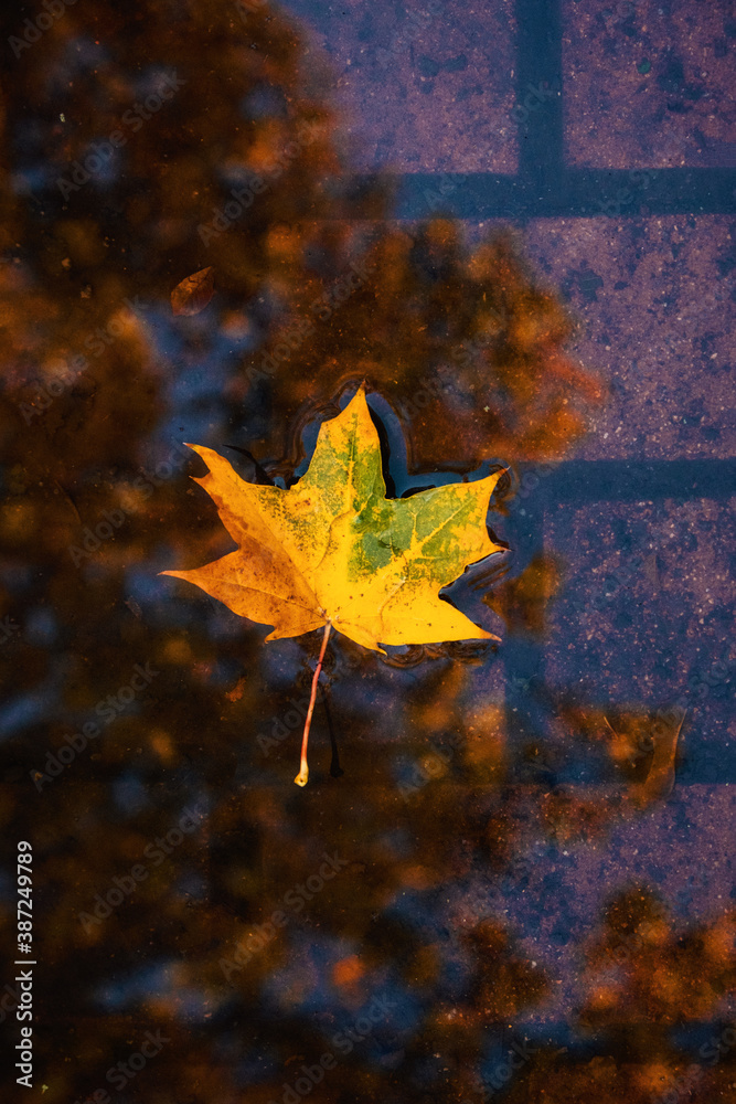 Vertical fall autumn nature background with fallen maple leaf in water, reflected in a puddle. Autumn background with natural elements, Vertical photo. Selective focus Vertical fall autumn nature background with fallen maple leaf in water, reflected in a puddle. Autumn background with natural elements, Vertical photo. Selective focus