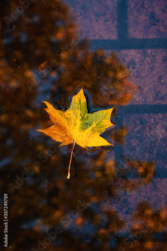 Vertical fall autumn nature background with fallen maple leaf in water, reflected in a puddle. Autumn background with natural elements, Vertical photo. Selective focus