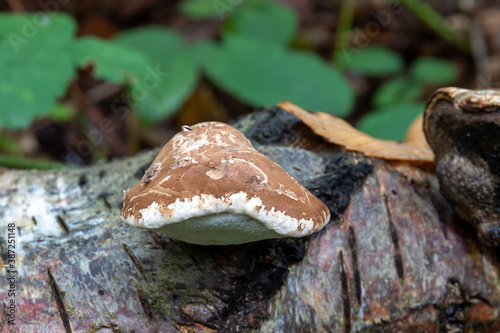 fungi on a tree in the forest 