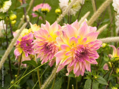 Pink flowers on the meadow.. Beautiful pink dahlia in full bloom on green leaves background. Floral concept with vibrant colors. Close up. Autumn scene. 