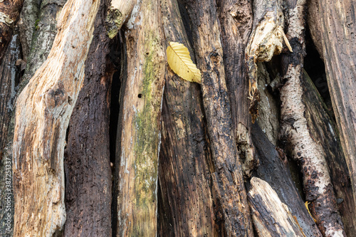 Stick against a tree .