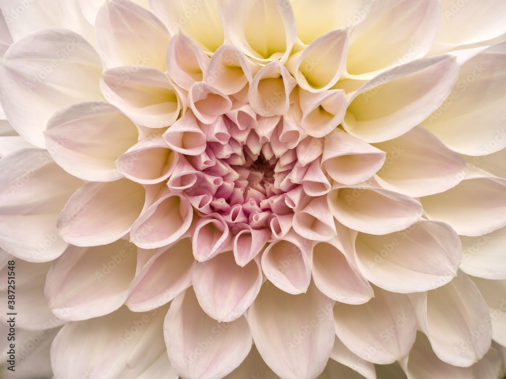 Close up of beautiful soft pink flower (dahlia) in full bloom. Minimal floral concept soft colors. Autumn scene. Abstract natural background with soft focus