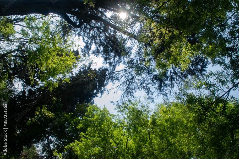 Fototapeta premium Bosques en el cielo