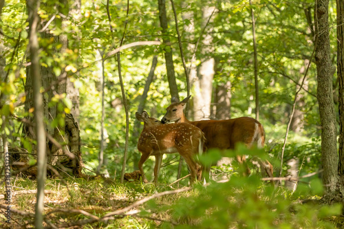 White-tailed deer. Hind with fawn on a forest.