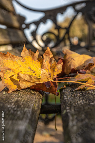 Leaves on park bench 