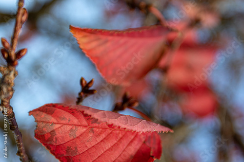 Close up of red tree leaves.