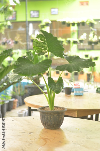 Beautifull Caladium Variegata In A Black Pot Stands On Wooden Table On A Blurred  Background. © raypriatna