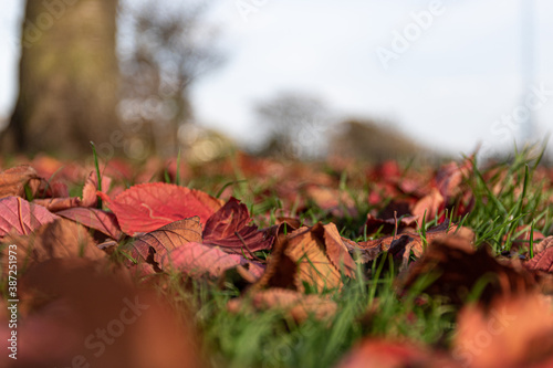 Low down shot of leaves in  autumn .