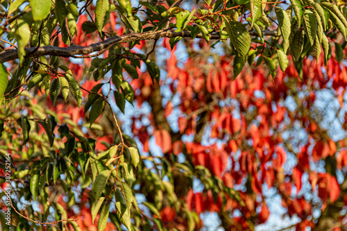 red leaves on tree during autumn 