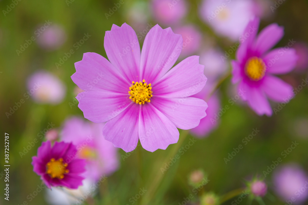 コスモスの花