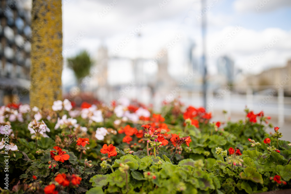 Landscape View of Red and White Flowers with a Blurry Cityscape as Background
