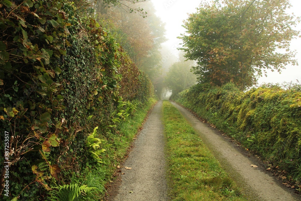 Country road leading into mist in rural Ireland on Autumn day