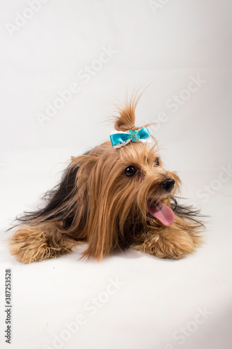 dog posing