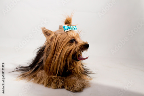 dog posing