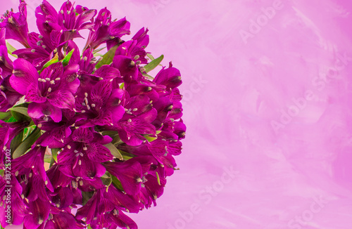 purple alstroemeria flowers on a white voil background. photo