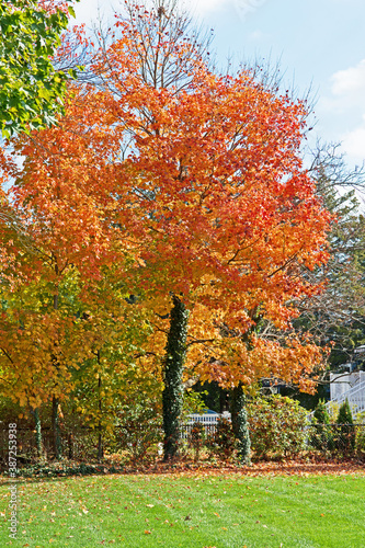 Trees show their beautiful fall or autumn colors in Massachusetts.