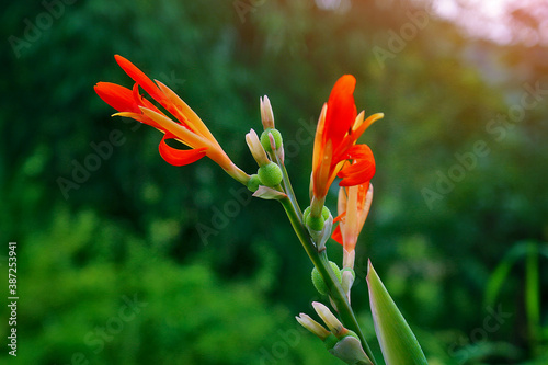 red and yellow flower