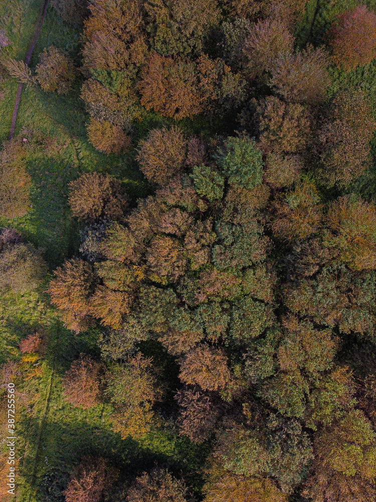 Ariel view of autumn/fall trees.