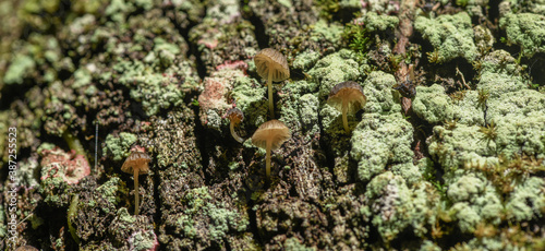 moss and fungus on the treebark
