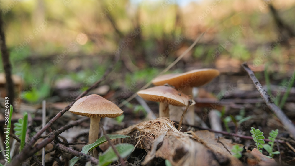 Close up view of wild autumnal mushroom in raw forest ecosystem,autumn products Close up view of wild autumnal mushroom in raw forest ecosystem,autumn products