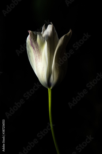 Tulipán blanco y amarillo con fondo negro 