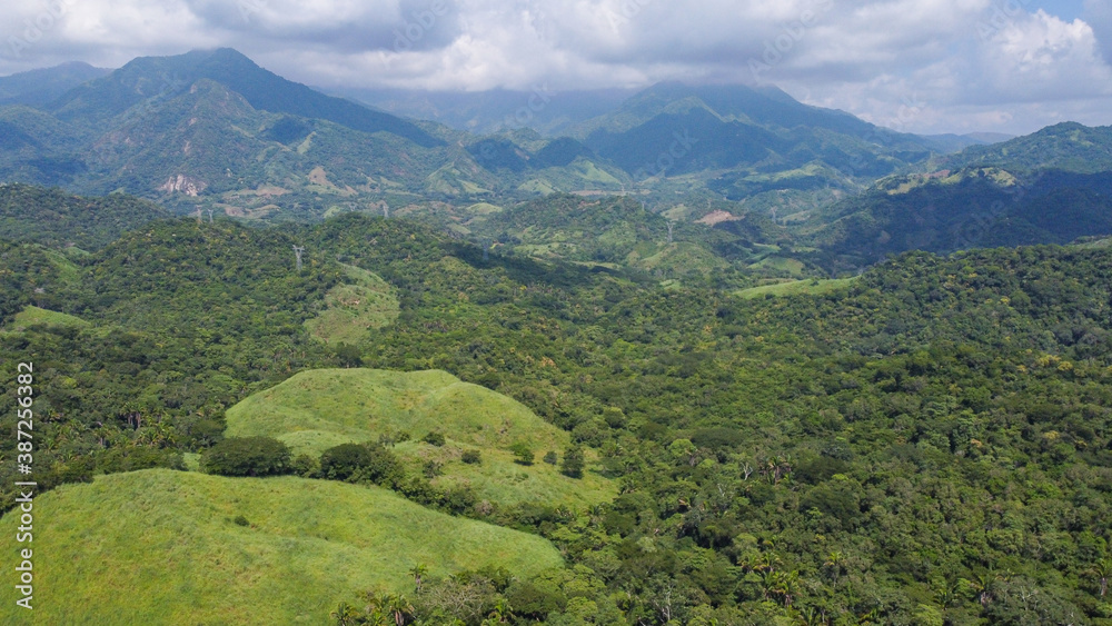 Fototapeta premium armeria