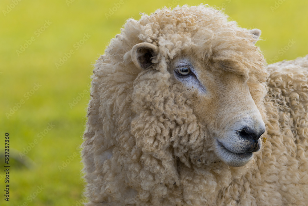 ausdrucksvolles Schaf Neuseeland ausdrucksvolles Schaf Neuseeland