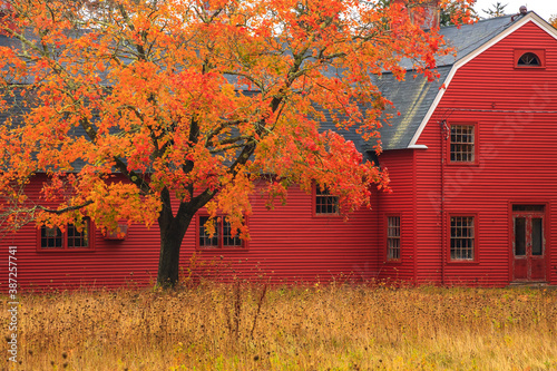 Edifcio de madera en rojo con árbol  y jardín en otoño  photo
