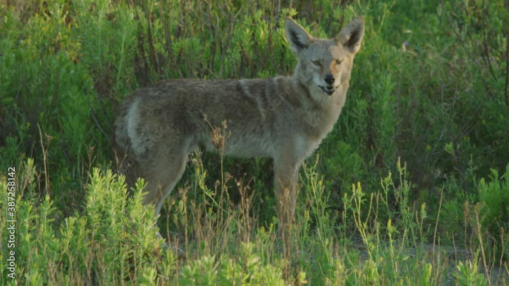 Coyote Stares at Camera and Howls in Slow Motion Coyote Stares at Camera and Howls in Slow Motion