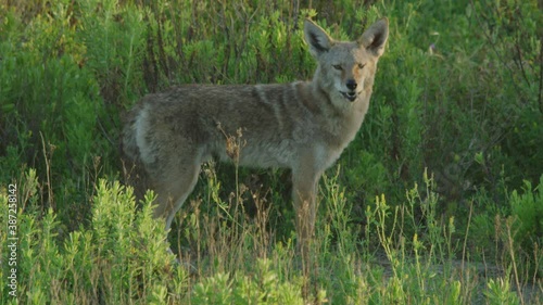 Coyote Stares at Camera and Howls in Slow Motion