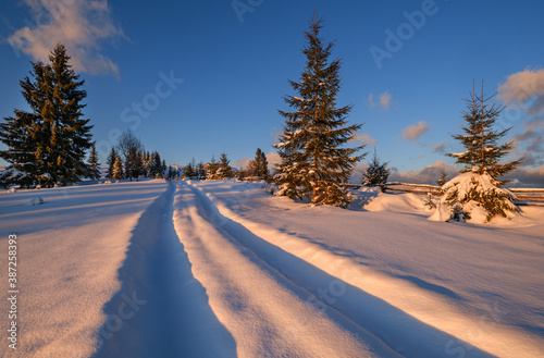 Winter snowy hills, tracks on rural dirt road and trees in last evening sunset sun light. Small and quiet alpine village outskirts. © wildman