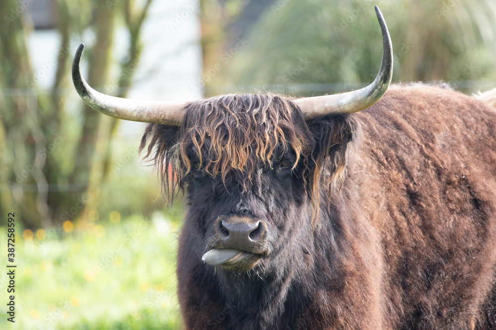 Schottisches Hochlandrind, Highland Cattle Schottisches Hochlandrind, Highland Cattle