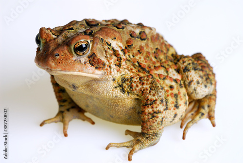 Whole body front view of American Toad on white background