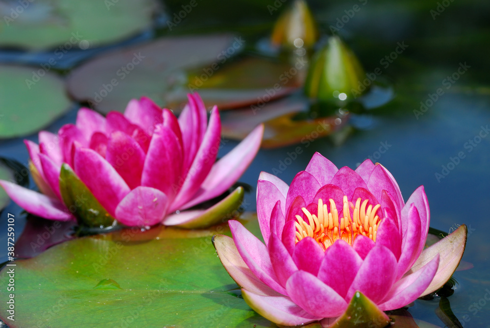 Close up of waterlily flowers floating on the pond Close up of waterlily flowers floating on the pond