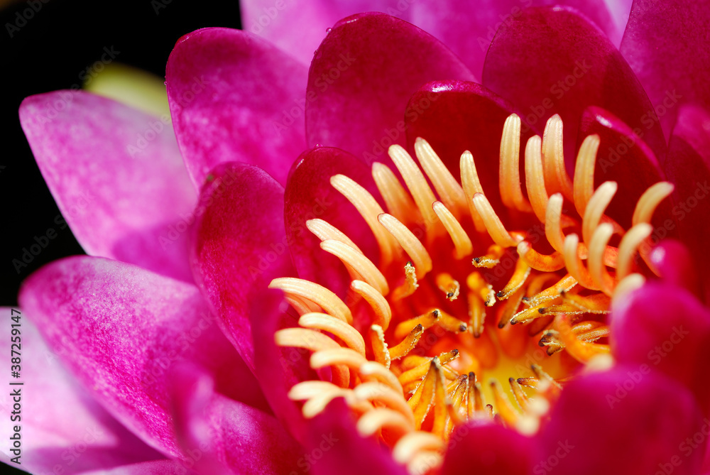Close up of yellow stamen and pink petals of hardy waterlily Close up of yellow stamen and pink petals of hardy waterlily
