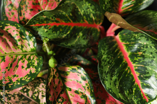 Aglaonemas with beautiful leaves as background, closeup. Tropical plants photo