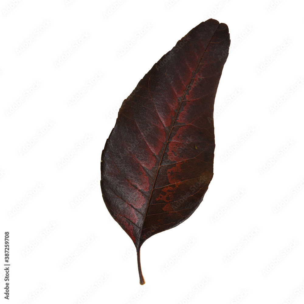 Obraz Autumn leaf isolated on white