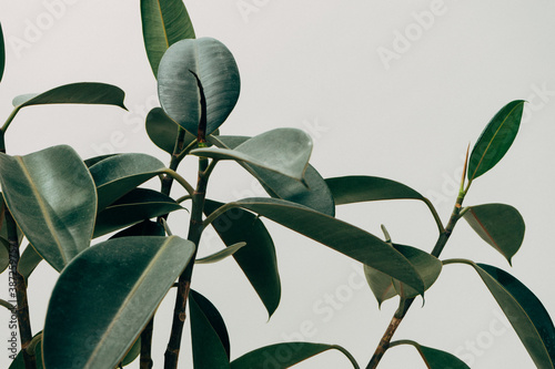 Rubber plant and white background photo