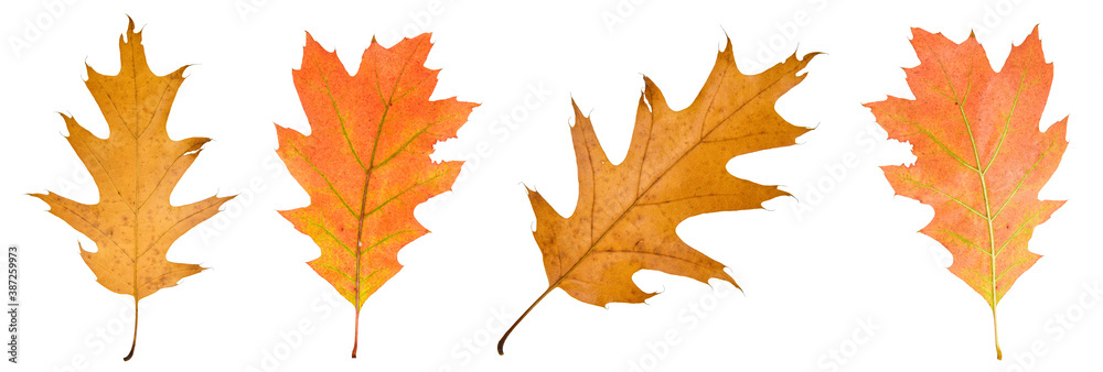 autumn leaves isolated on white background autumn leaves isolated on white background