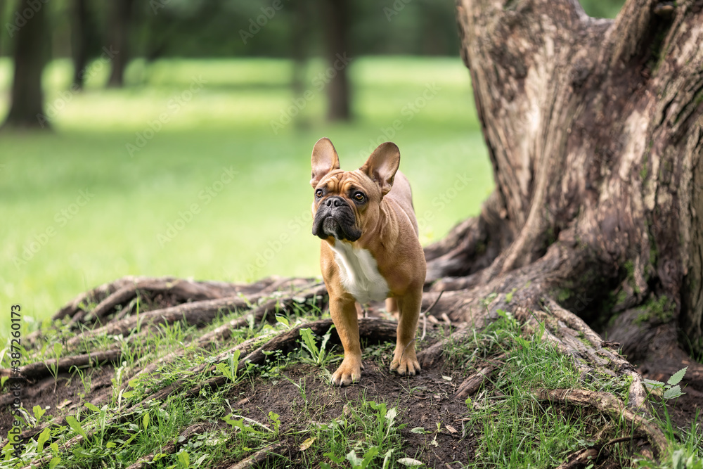 Young french bulldog of fawn color standing near big tree roots in park at summer. Portrait of pet dog at nature. Young french bulldog of fawn color standing near big tree roots in park at summer. Portrait of pet dog at nature.