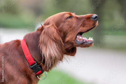 Red irish setter dog is barking at nature. Close up potrait of pet.