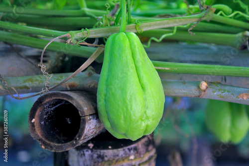 zucchini in the garden