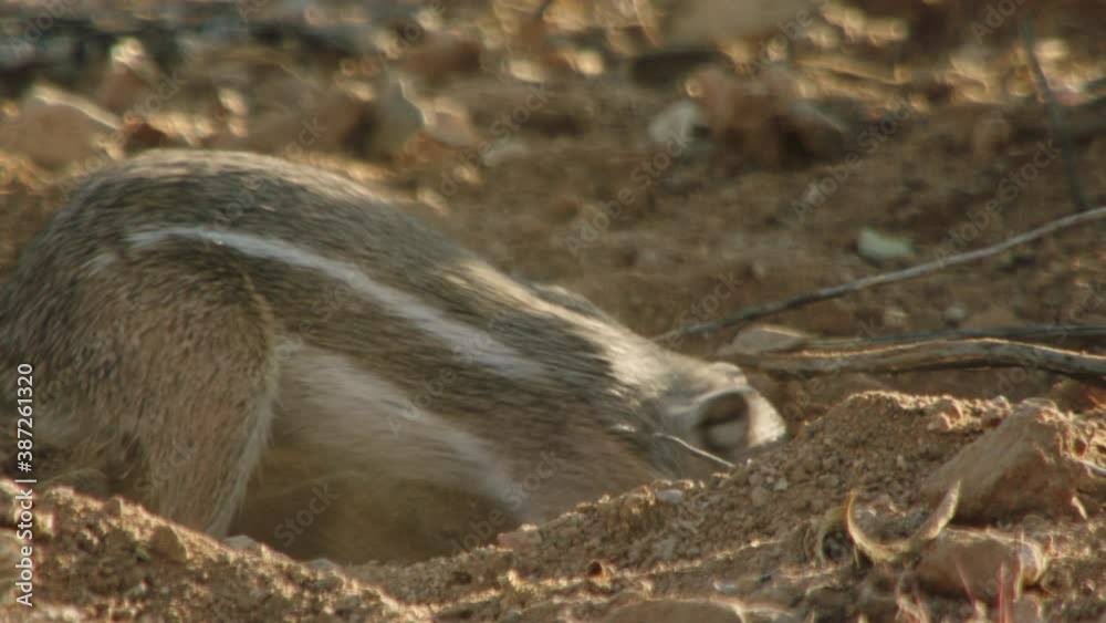 Harris's Antelope Squirrel digging in desert, New Mexico, USA Harris's Antelope Squirrel digging in desert, New Mexico, USA