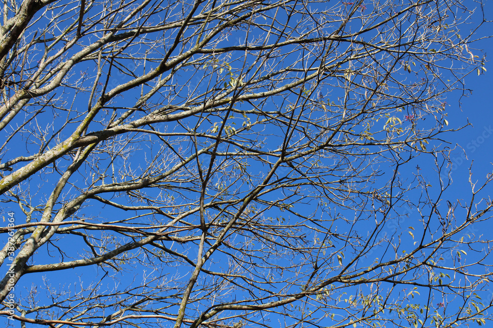 Dry twigs Dry twigs