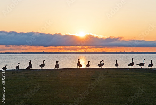 Canada Geese are silhouetted against the setting sun with Buzzards Bay, Massachusetts, in the background.