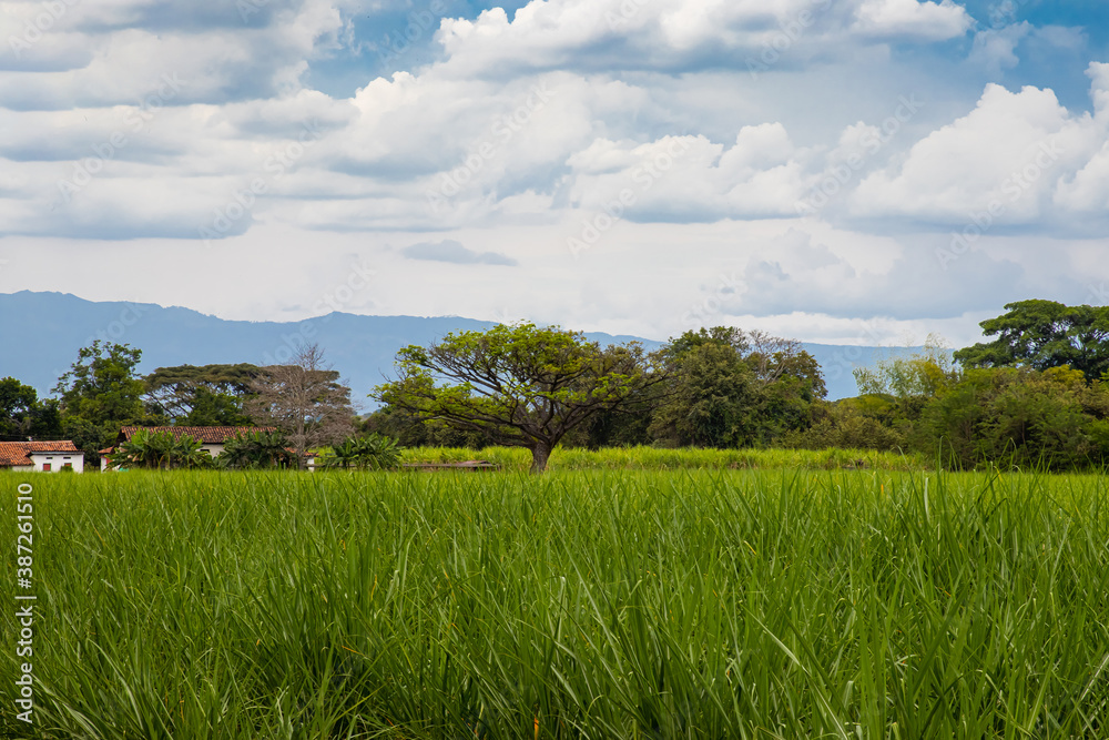 View of the beautiful landscapes with sugar cane fields and the Paramo de las Hermosas mountains at the Valle del Cauca region in Colombia View of the beautiful landscapes with sugar cane fields and the Paramo de las Hermosas mountains at the Valle del Cauca region in Colombia
