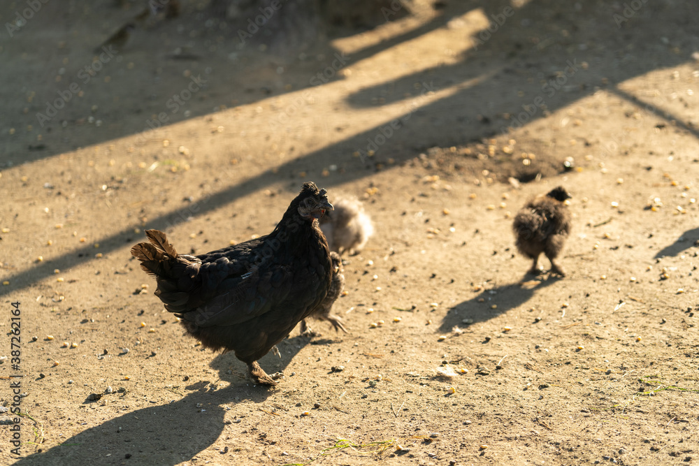 Obraz premium Portrait of a purebred chicken on the background of a chicken coop.